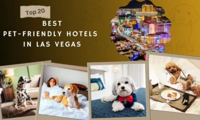 Pet-Friendly Hotels in Las Vegas
