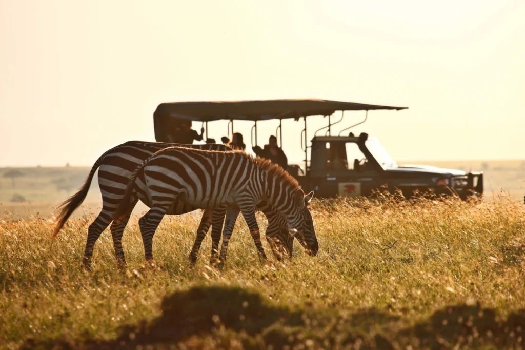 Busch Gardens Safari Image