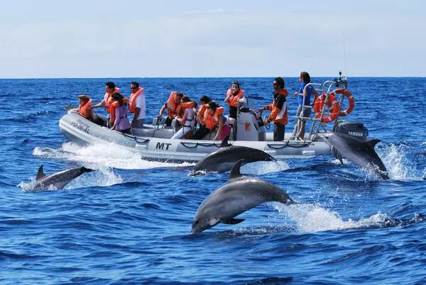 Dolphin Boat Tour Image