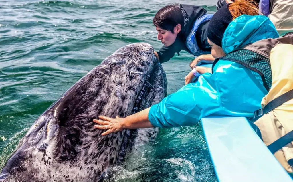 Go whale watching Image