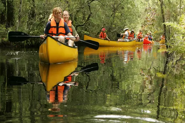 Mangroves at a State Park Image