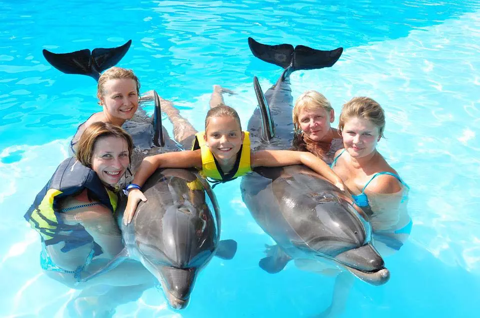SWIMMING WITH DOLPHINS AT WATER PLANET Image