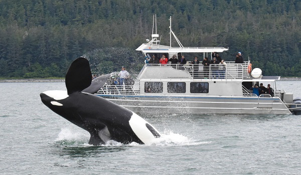 The Juneau Wildlife Whale Watching & Mendenhall Glacier image