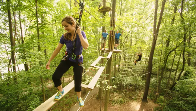 treetops on zip lines Image