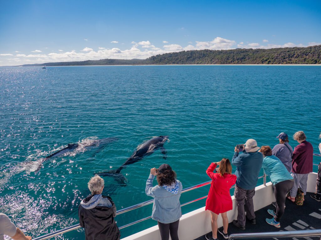 Blue Kingdom Whale and Wildlife Tours Image