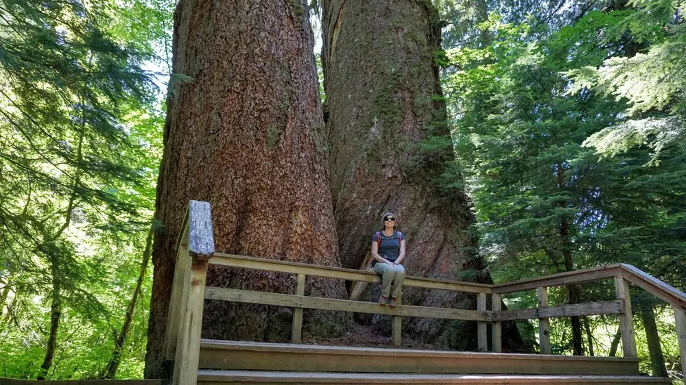 Giant ancient trees Image