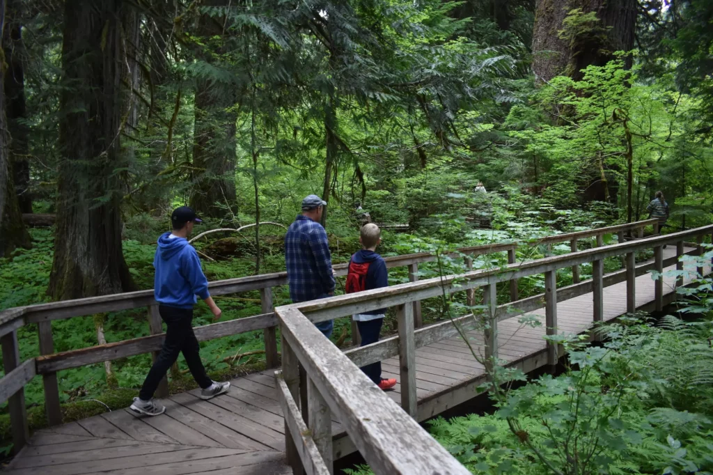 Grove of the Patriarchs at Mount Rainier Image