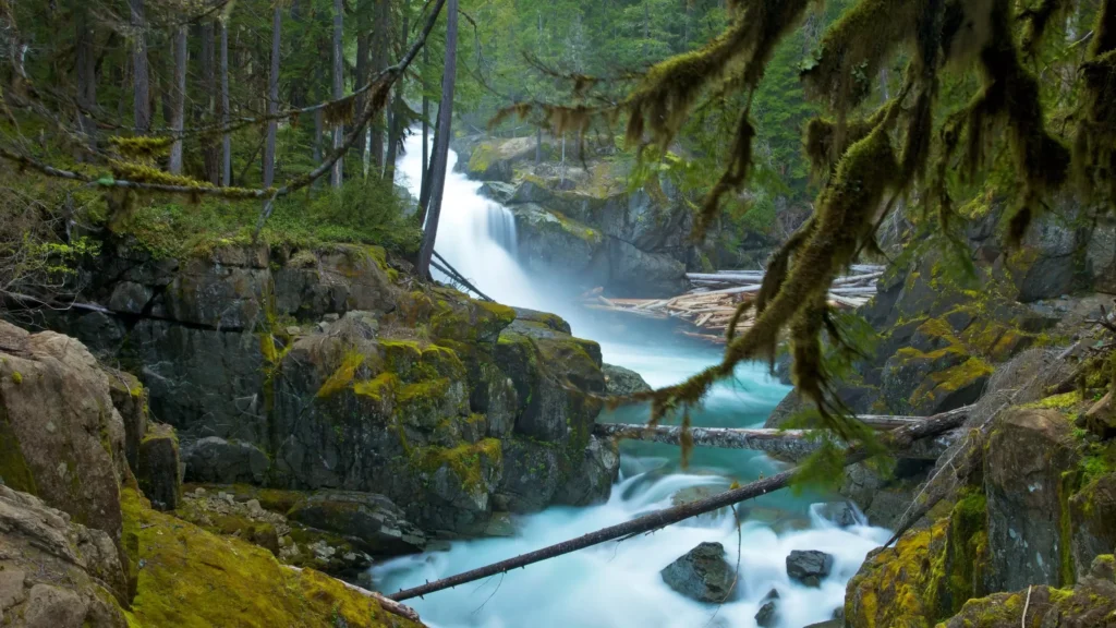 White River Area  in mount rainier Image