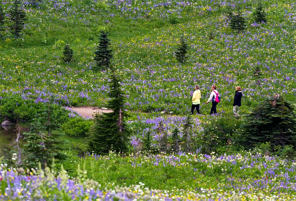 Wildflower in mount rainier Image