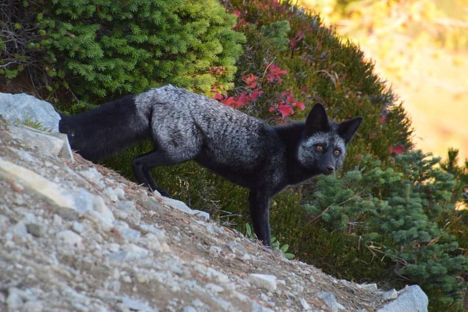 wildlife at Mount Rainier National Park image