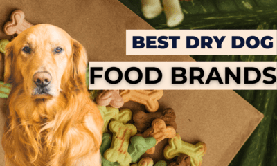 Best dry dog food brands