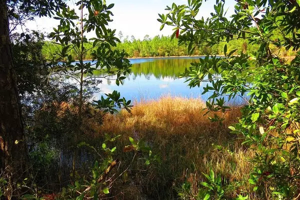 Tiger Bay State Forest Image