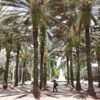 Scenic view of a Florida university campus with palm trees and academic buildings