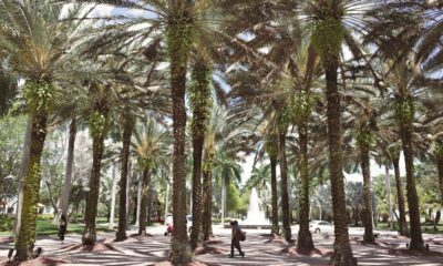 Scenic view of a Florida university campus with palm trees and academic buildings