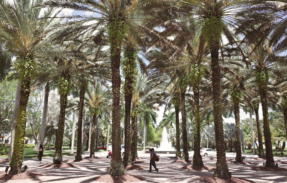 Scenic view of a Florida university campus with palm trees and academic buildings