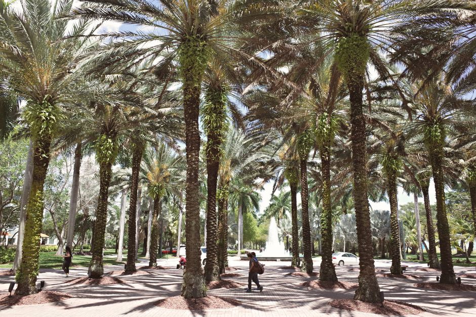 Scenic view of a Florida university campus with palm trees and academic buildings
